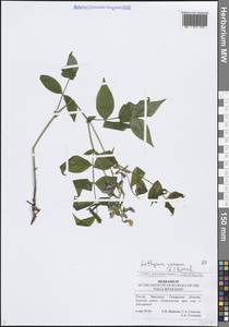 Lathyrus vernus (L.) Bernh., Eastern Europe, Middle Volga region (E8) (Russia)