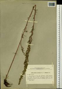 Artemisia pubescens Ledeb., Eastern Europe, Eastern region (E10) (Russia)
