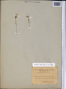 Ziziphora tenuior L., Middle Asia, Pamir & Pamiro-Alai (M2)