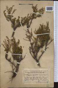 Polygonum thymifolium Jaub. & Spach, Middle Asia, Western Tian Shan & Karatau (M3) (Kazakhstan)