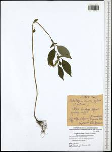 Elsholtzia ciliata (Thunb.) Hyl., Eastern Europe, Central region (E4) (Russia)