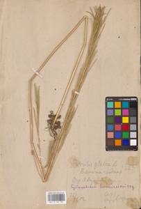 Turritis glabra L., Eastern Europe, Middle Volga region (E8) (Russia)