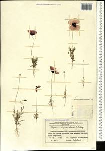 Papaver bipinnatum C. A. Mey., Caucasus, Azerbaijan (K6) (Azerbaijan)