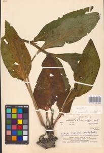 Symphytum officinale L., Eastern Europe, West Ukrainian region (E13) (Ukraine)