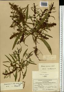 Rumex rossicus Murb., Eastern Europe, Moscow region (E4a) (Russia)