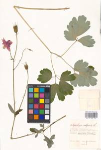 Aquilegia vulgaris L., Eastern Europe, Moscow region (E4a) (Russia)