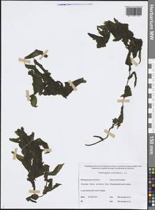 Potamogeton perfoliatus L., Siberia, Chukotka & Kamchatka (S7) (Russia)