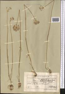 Allium delicatulum Siev. ex Schult. & Schult.f., Middle Asia, Muyunkumy, Balkhash & Betpak-Dala (M9) (Kazakhstan)