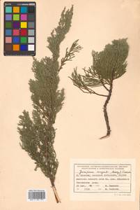 Juniperus chinensis var. sargentii A. Henry, Siberia, Russian Far East (S6) (Russia)