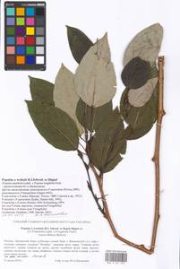 Populus balsamifera L., Eastern Europe, Moscow region (E4a) (Russia)