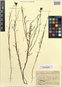 Linaria ramosa (Kar. & Kir.) Kuprian., Middle Asia, Muyunkumy, Balkhash & Betpak-Dala (M9) (Kazakhstan)