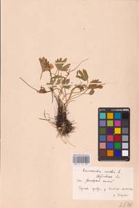 Ranunculus nivalis L., Eastern Europe, Eastern region (E10) (Russia)