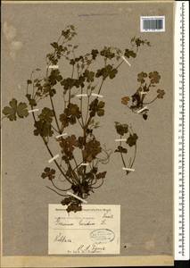 Geranium lucidum L., Caucasus (no precise locality) (K0)
