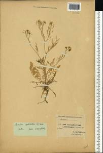 Rorippa sylvestris (L.) Besser, Eastern Europe, Western region (E3) (Russia)