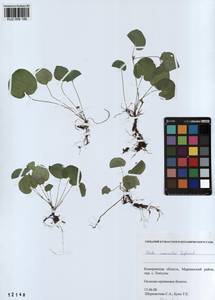 Viola mauritii Tepl., Siberia, Altai & Sayany Mountains (S2) (Russia)