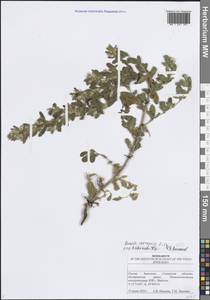 Ononis arvensis L., Eastern Europe, Middle Volga region (E8) (Russia)