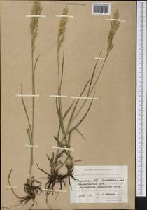 Bromus inermis Leyss., Middle Asia, Northern & Central Kazakhstan (M10) (Kazakhstan)