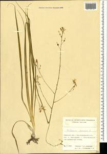 Anthericum ramosum L., Crimea (KRYM) (Russia)