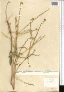 Rapistrum rugosum (L.) All., Middle Asia, Kopet Dag, Badkhyz, Small & Great Balkhan (M1) (Turkmenistan)