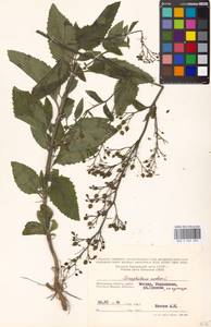 Scrophularia nodosa L., Eastern Europe, Moscow region (E4a) (Russia)