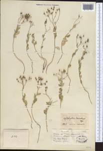 Haplophyllum versicolor Fisch. & C. A. Mey., Middle Asia, Muyunkumy, Balkhash & Betpak-Dala (M9) (Kazakhstan)