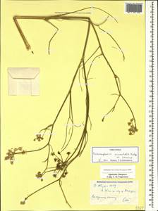 Echinophora orientalis Hedge & Lamond, Caucasus, Armenia (K5) (Armenia)