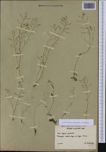 Arabidopsis thaliana (L.) Heynh., Caucasus, South Ossetia (K4b) (South Ossetia)