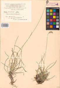 Sesleria coerulans Friv., Eastern Europe, West Ukrainian region (E13) (Ukraine)
