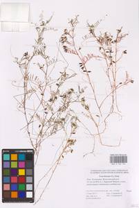 Vicia hirsuta (L.) Gray, Eastern Europe, Lower Volga region (E9) (Russia)