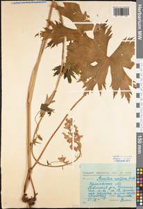 Aconitum septentrionale Koelle, Eastern Europe, Central forest region (E5) (Russia)