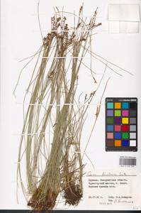 Carex davalliana Sm., Eastern Europe, West Ukrainian region (E13) (Ukraine)