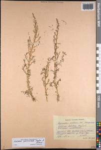 Kalidium juniperinum Sukhor. & Lomon., Siberia, Altai & Sayany Mountains (S2) (Russia)