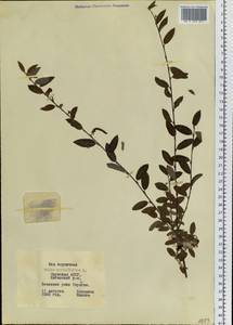 Salix myrtilloides L., Siberia, Yakutia (S5) (Russia)