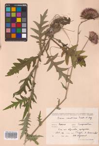 Cirsium schantarense Trautv. & C.A.Mey., Siberia, Russian Far East (S6) (Russia)