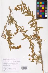 Krascheninnikovia ceratoides (L.) Gueldenst., Eastern Europe, Lower Volga region (E9) (Russia)