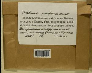 Bartramia pomiformis Hedw., Bryophytes, Bryophytes - Karelia, Leningrad & Murmansk Oblasts (B4) (Russia)