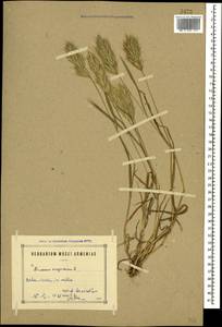 Bromus scoparius L., Caucasus, Armenia (K5) (Armenia)