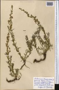 Artemisia dracunculus L., Middle Asia, Northern & Central Tian Shan (M4) (Kyrgyzstan)