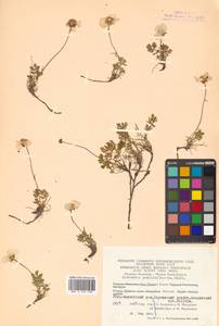Geum selinifolium (Fisch. ex F. Schmidt) Hultén, Siberia, Chukotka & Kamchatka (S7) (Russia)