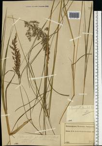Calamagrostis canescens (Weber) Roth, Eastern Europe, Central forest region (E5) (Russia)