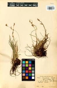 Carex lanceolata Boott, Siberia, Baikal & Transbaikal region (S4) (Russia)