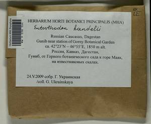 Entosthodon handelii (Schiffn.) Laz., Bryophytes, Bryophytes - North Caucasus & Ciscaucasia (B12) (Russia)