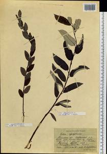 Salix myrtilloides L., Siberia, Western Siberia (S1) (Russia)