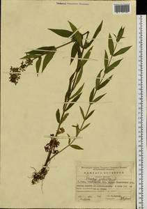 Stachys palustris L., Eastern Europe, Eastern region (E10) (Russia)