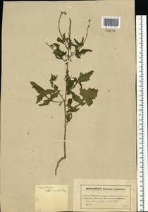 Sisymbrium officinale (L.) Scop., Eastern Europe, Moscow region (E4a) (Russia)