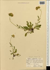 Anthyllis vulneraria subsp. boissieri (Sagorski)Bornm., Caucasus, Stavropol Krai, Karachay-Cherkessia & Kabardino-Balkaria (K1b) (Russia)