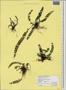 Asplenium trichomanes, Caucasus, Azerbaijan (K6) (Azerbaijan)