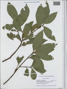 Laurus nobilis L., Caucasus, Black Sea Shore (from Novorossiysk to Adler) (K3) (Russia)