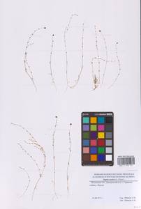 Sagina nodosa (L.) Fenzl, Eastern Europe, Moscow region (E4a) (Russia)