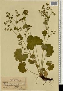 Alchemilla sarmatica Juz., Eastern Europe, Moscow region (E4a) (Russia)